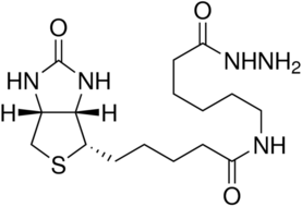 (+)-Biotinamidohexanoic acid hydrazideͼƬ