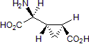 L-CCG-l图片