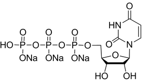 Uridine triphosphate trisodiumͼƬ