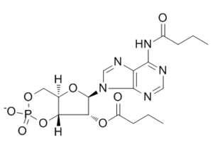 Bucladesine(Dibutyryl-cAMP)ͼƬ