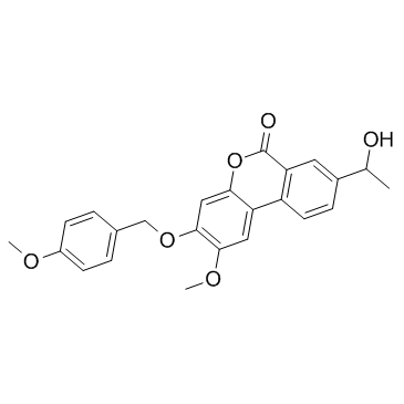 Palomid 529(P529)ͼƬ