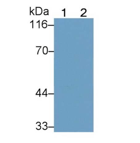 ئ-112/-defensin 112ͼƬ