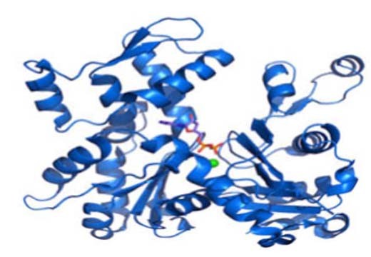 GSK-3ϵFRAT2ͼƬ