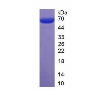 Cervical cancer oncogene 3/ԭ3ͼƬ