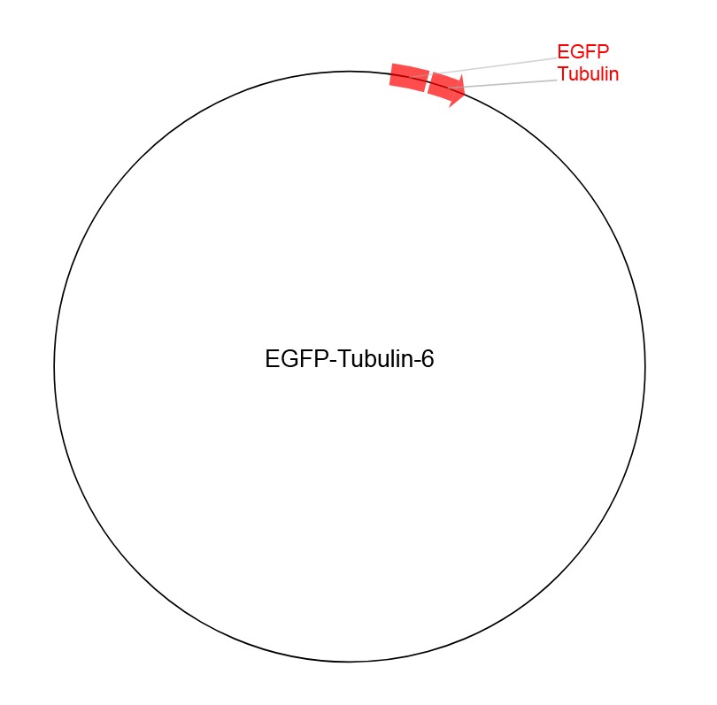 EGFP-Tubulin-6ͼƬ