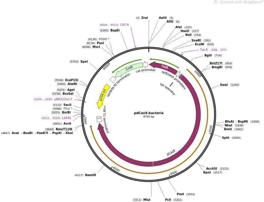 pdCas9-bacteriaͼƬ