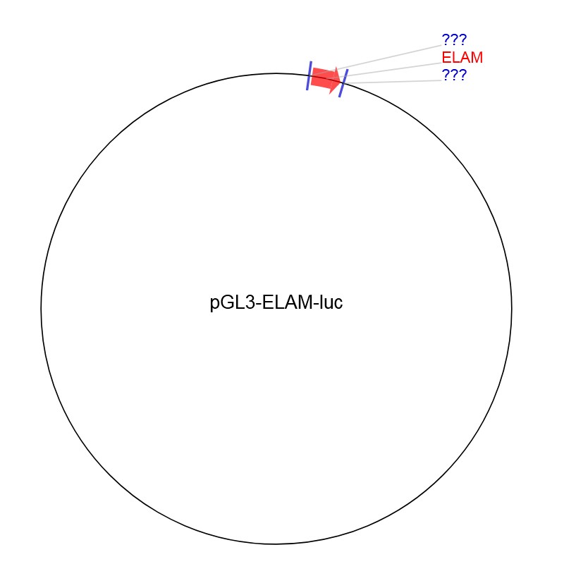 pGL3-ELAM-lucͼƬ