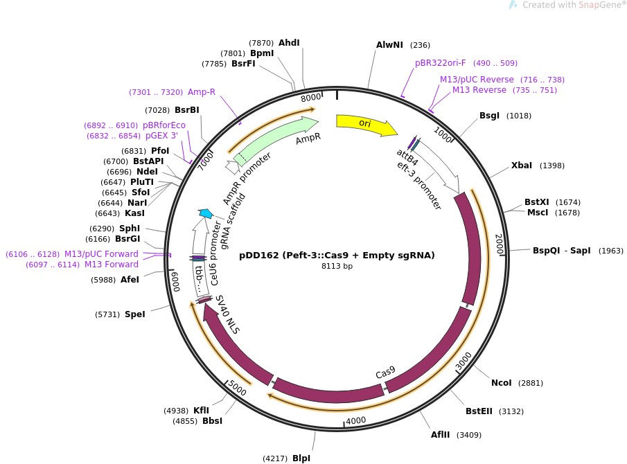 pDD162 (Peft-3::Cas9 + Empty sgRNA)ͼƬ