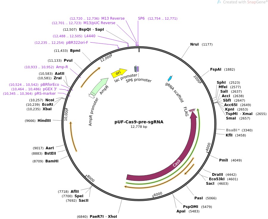 pUF-Cas9-pre-sgRNAͼƬ