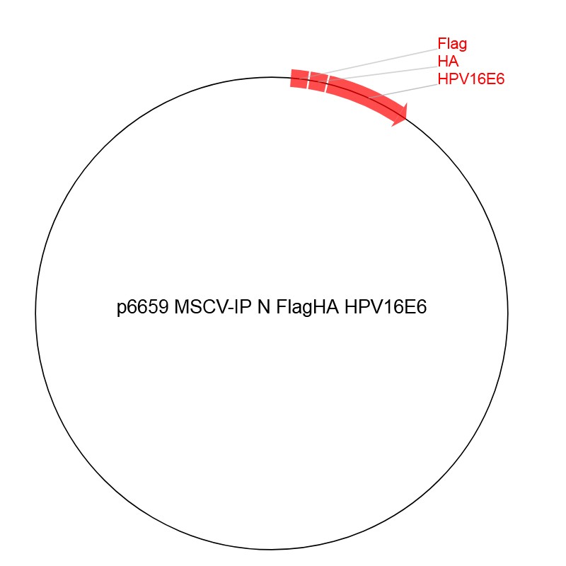 p6659 MSCV-IP N FlagHA HPV16E6ͼƬ