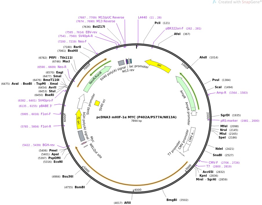 pcDNA3 mHIF-1MYC (P402A/P577A/N813A)ͼƬ