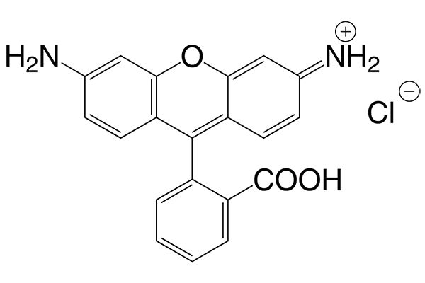 6-Amino-9-(2-carboxyphenyl)-3H-xanthen-3-iminium chlorideͼƬ